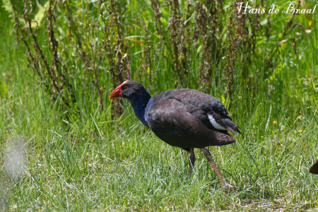 Australische purperkoet